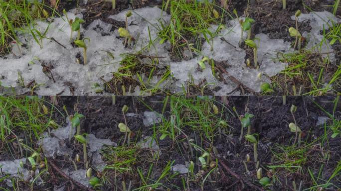 融化的雪和暴露绿草和植物芽的慢动作宏观镜头