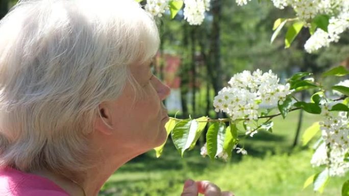 有花粉过敏的高级妇女，嗅着鸟樱桃花，(朴树) 因季节性过敏而打喷嚏和吹鼻子。春季过敏概念。