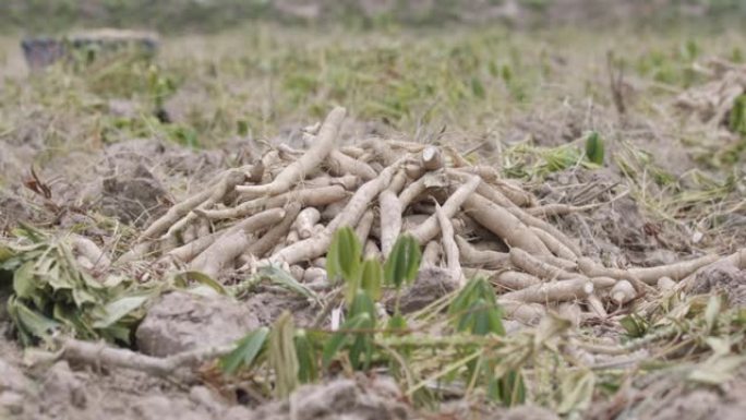 农田地面上的新鲜木薯根堆。