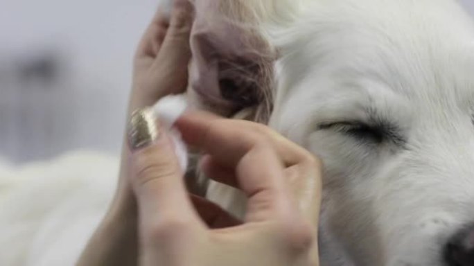 宠物美容师清洁狗耳朵内的特写
