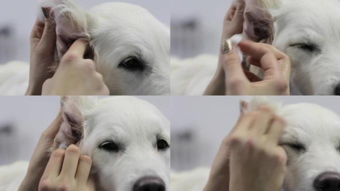 宠物美容师清洁狗耳朵内的特写