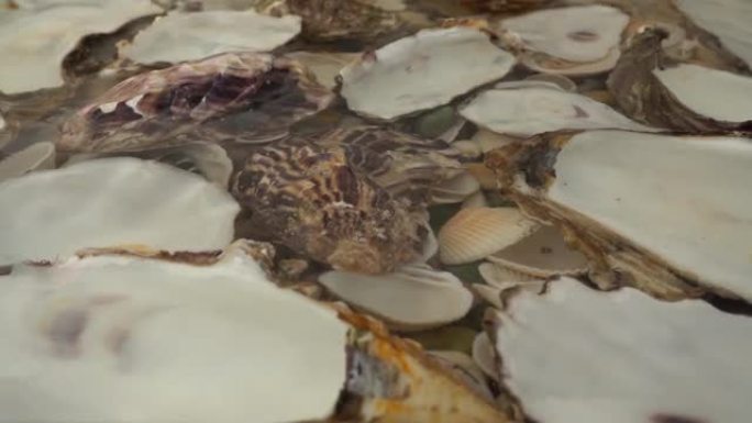 蚝壳躺在贝壳的水下。