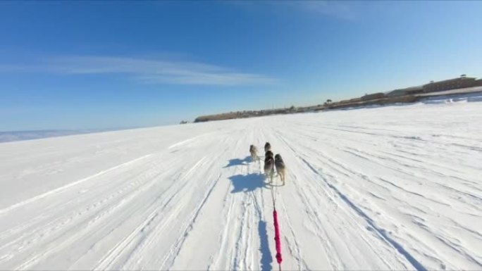 哈士奇犬在冰雪覆盖的湖上奔跑
