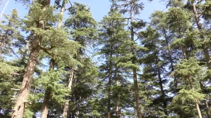 在Naldehra Shimla的丛林山径道上的高大雄伟的松树周围移动
