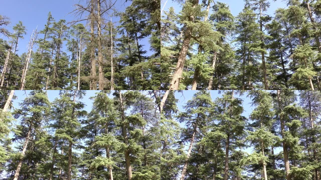 在Naldehra Shimla的丛林山径道上的高大雄伟的松树周围移动