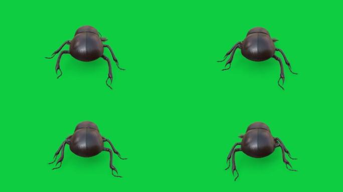 绿屏背景库存镜头上的后视图粪甲虫循环动画
