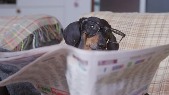 有趣的带眼镜的腊肠狗坐在舒适的椅子上，用温暖的毯子包裹着，像真正的退休老人一样读报纸，特写镜头，前视