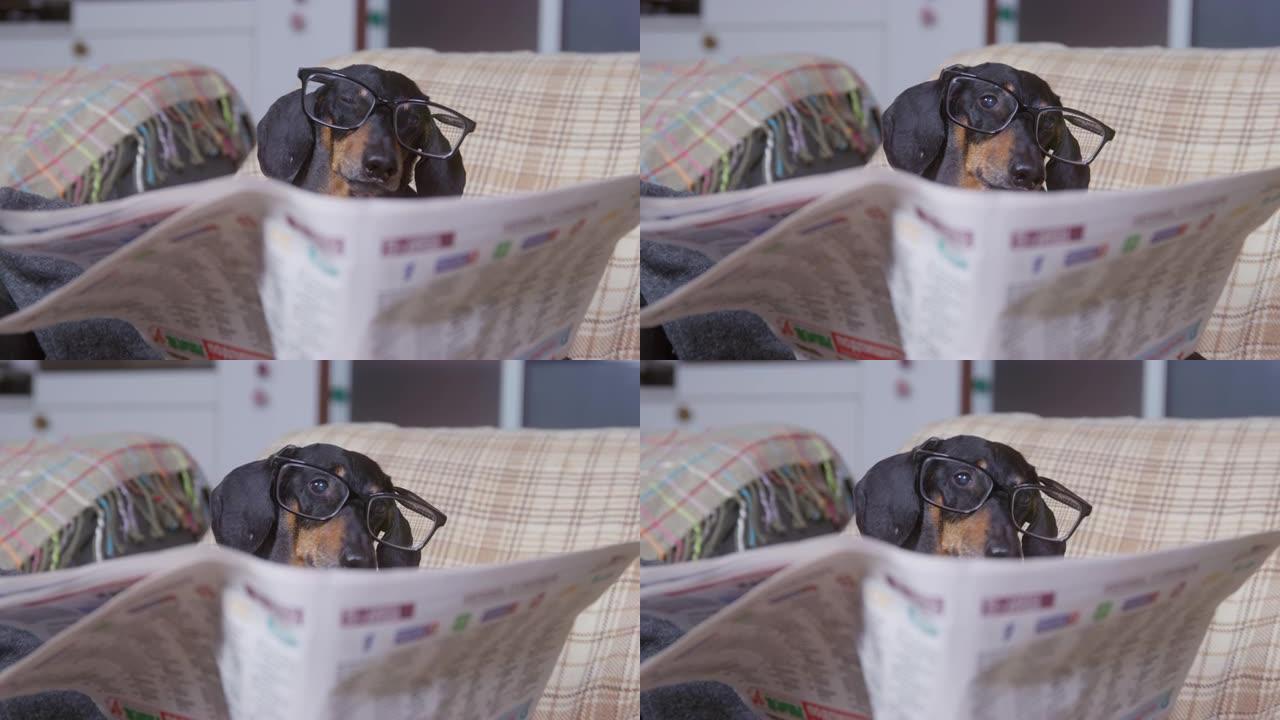 有趣的带眼镜的腊肠狗坐在舒适的椅子上，用温暖的毯子包裹着，像真正的退休老人一样读报纸，特写镜头，前视