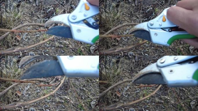 春季用剪枝修剪葡萄。修剪师切开树枝。特写。