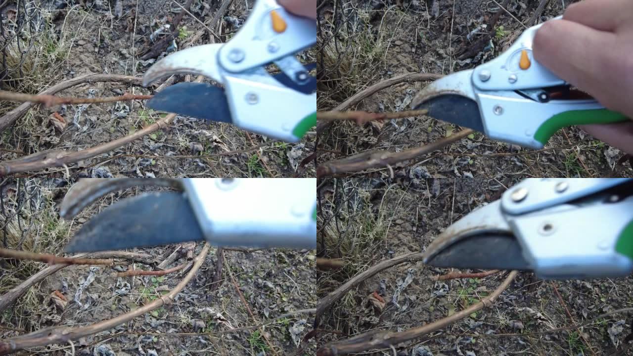 春季用剪枝修剪葡萄。修剪师切开树枝。特写。