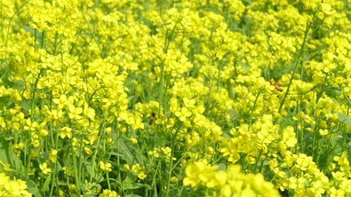 黄芥末花开满了田地。黄色花朵背景。4k视频。