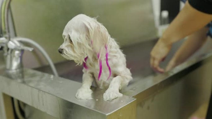 美容师洗可爱的狗。白人马耳他人正在洗澡。狗卫生基础知识。