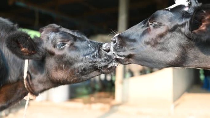 农夫妇女将生奶倒入奶牛场挤奶前的过滤器污垢中。