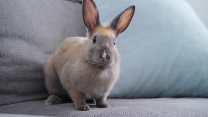 可爱的家兔坐在沙发上动鼻子，看着镜头