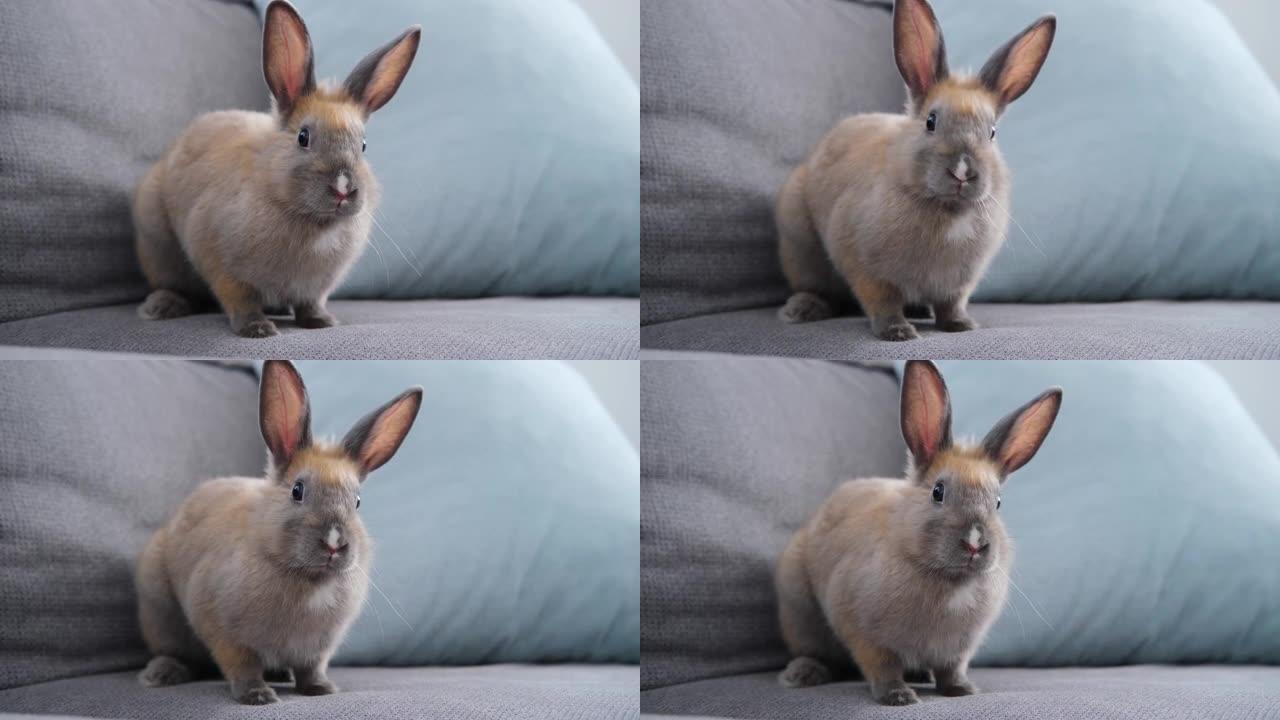可爱的家兔坐在沙发上动鼻子，看着镜头
