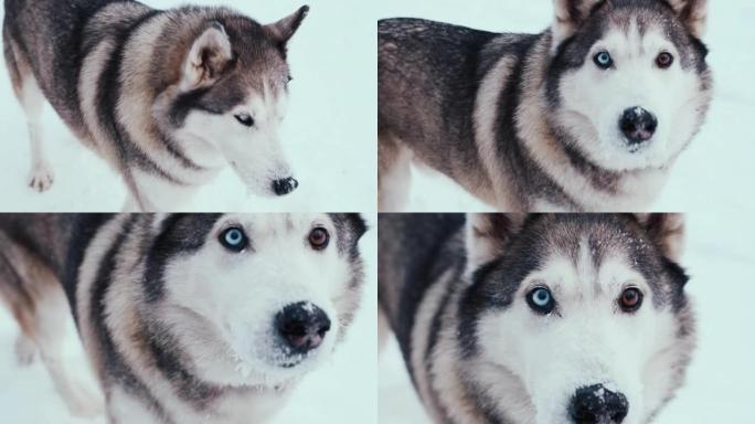 大哈士奇雪橇犬，冬天在街上。特写拍摄，肖像