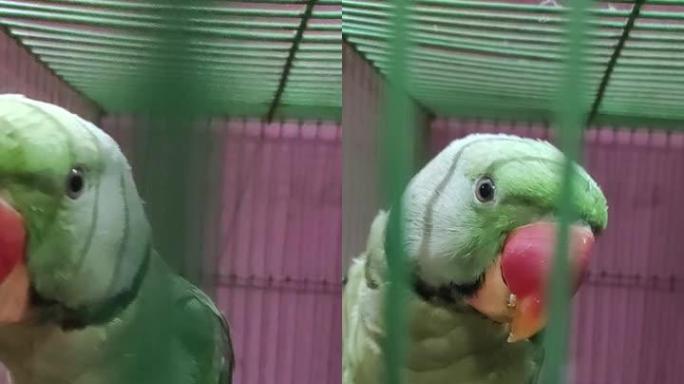 鹦鹉视频