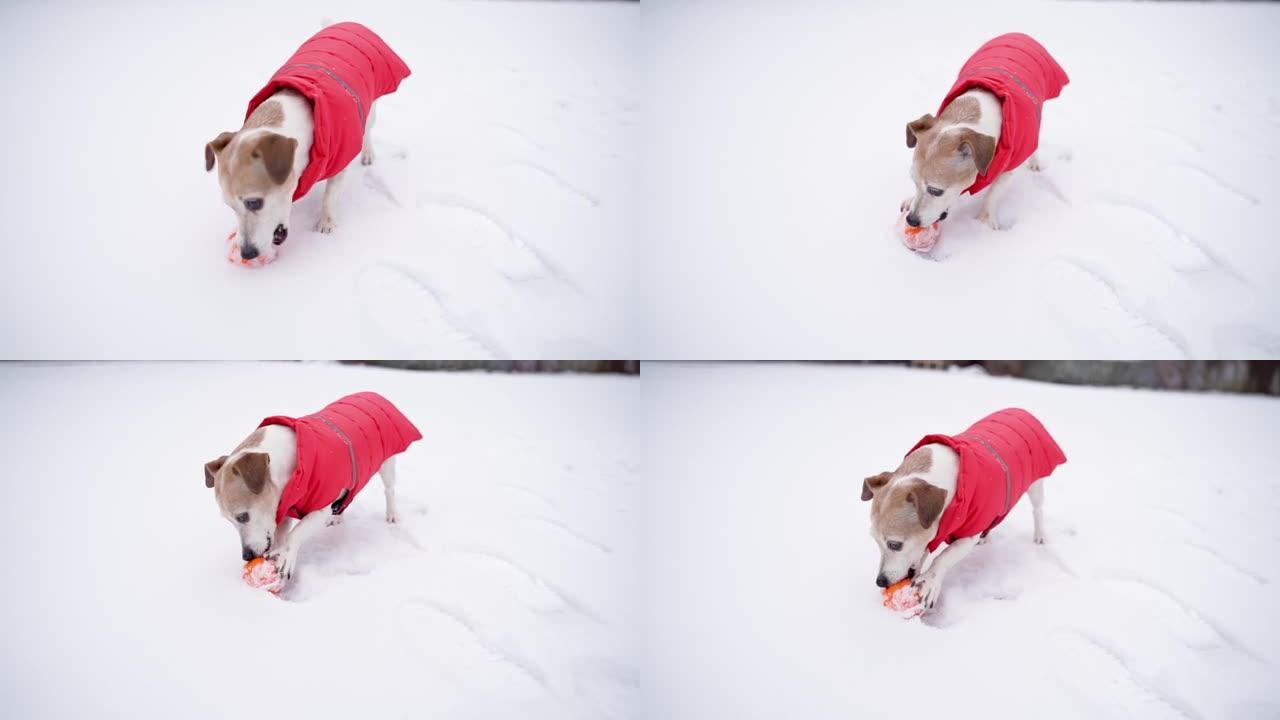 狗在雪地里玩啃球。