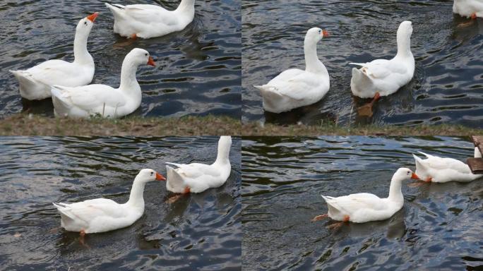 白鹅。游泳鹅。家鹅沿河游泳。湖上的一群鹅。