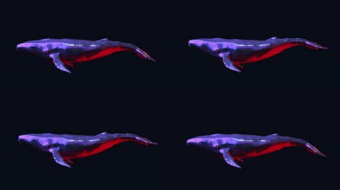黑色背景上的抽象铬金属游泳鲸鱼。现代明亮时尚3d动画。技术数字生动概念动物。创意复古未来运动艺术。