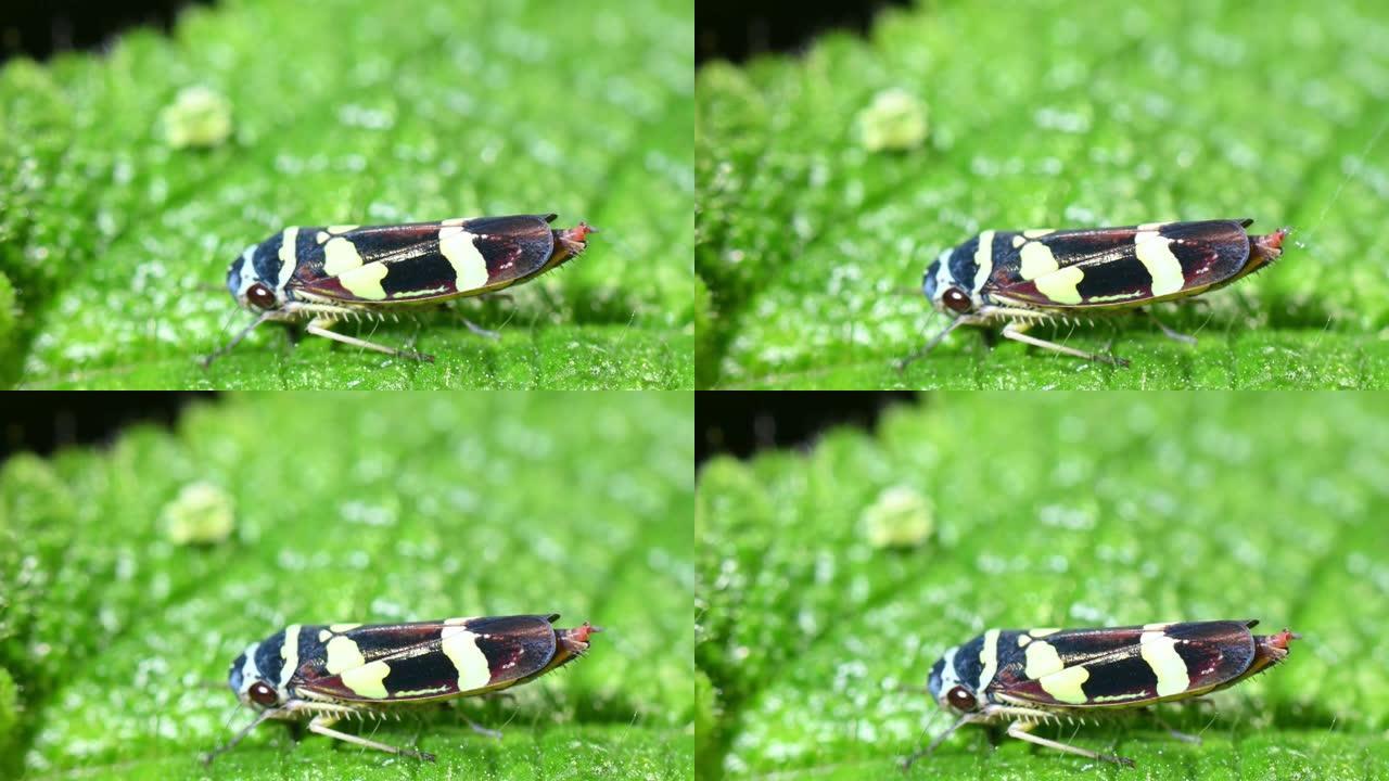 叶蝉红藻属 (Cicadellidae)，