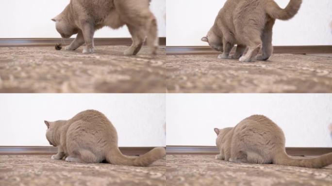 灰色的英国家猫在松果地毯上玩耍。4K.慢动作