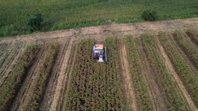 拖拉机的无人机透视图。玉米作物农民的鸟瞰图。将农作物装载到拖车中的机械