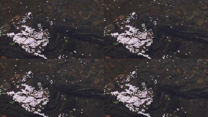 春天流经河流的樱花花瓣的慢动作