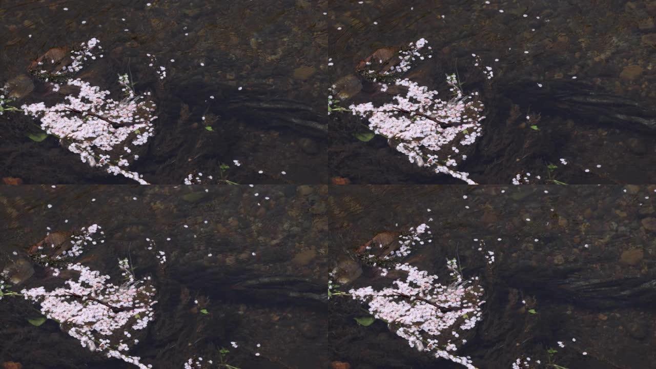 春天流经河流的樱花花瓣的慢动作