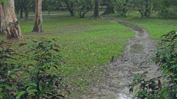 4K实拍，春雨中公园草地上的小鸟在觅食。