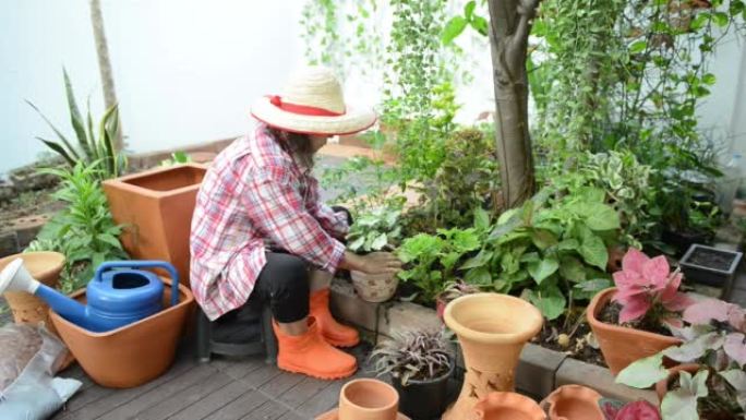 妇女将植物a移植到新盆中。家庭花园的概念。