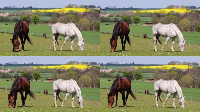 瑞典春季三匹马吃草