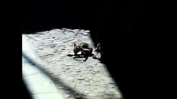 80年代马焦雷湖村庄的一条小巷里的猫