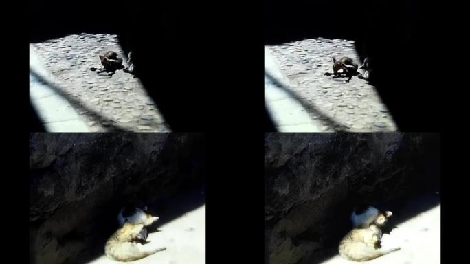 80年代马焦雷湖村庄的一条小巷里的猫