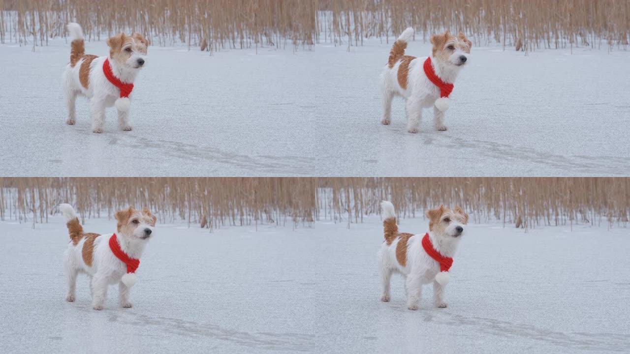 戴着红围巾的狗种杰克罗素梗站在湖面上