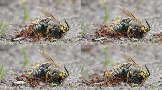 爱沙尼亚的蚂蚁吃掉了地上的一只死蜜蜂