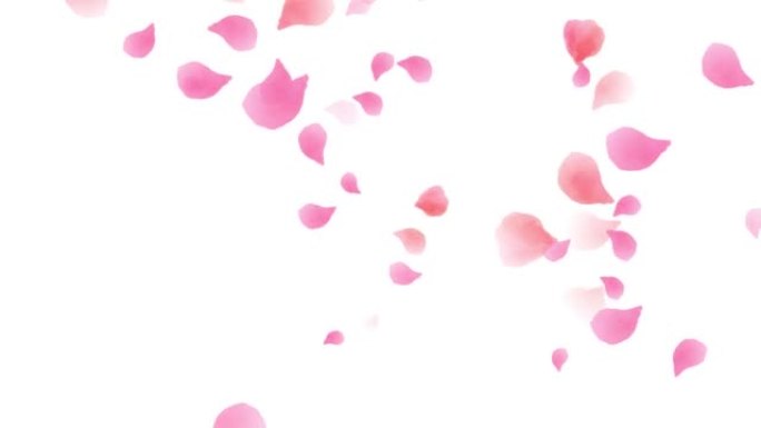 水彩粉色花瓣下落循环动画