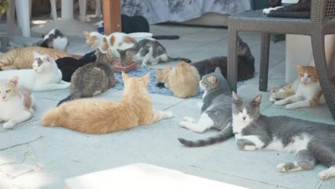 许多彩色蓬松的猫在户外晒日光浴