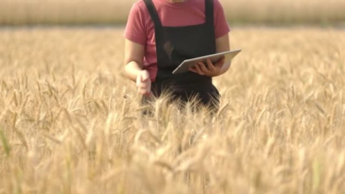 中年农民正在检查田间大麦的质量和分析植物。
