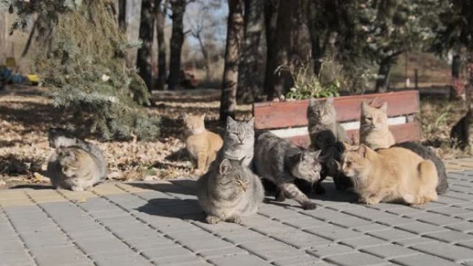 许多无家可归的猫一起坐在大自然的公园里，慢动作