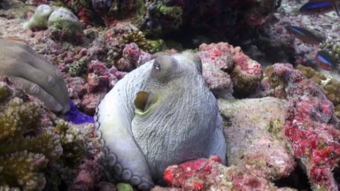 小型章鱼坐在热带珊瑚礁顶部的水下视频