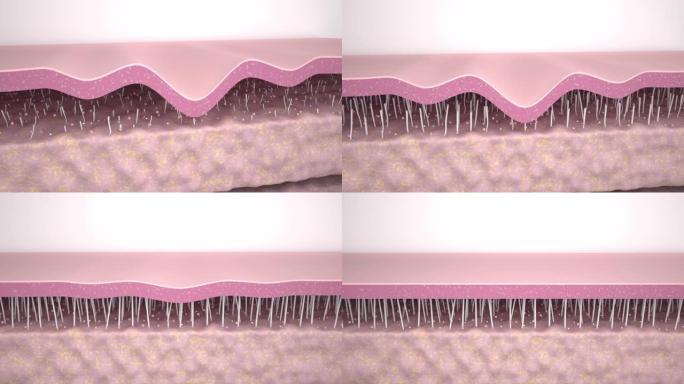3D动画皮肤层平滑皱纹。护肤作用胶原修复作用抗衰老治疗作用