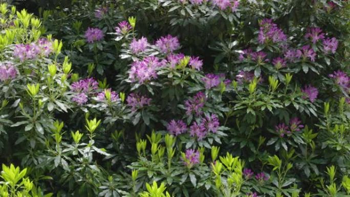惠灵顿山的一株紫色杜鹃花