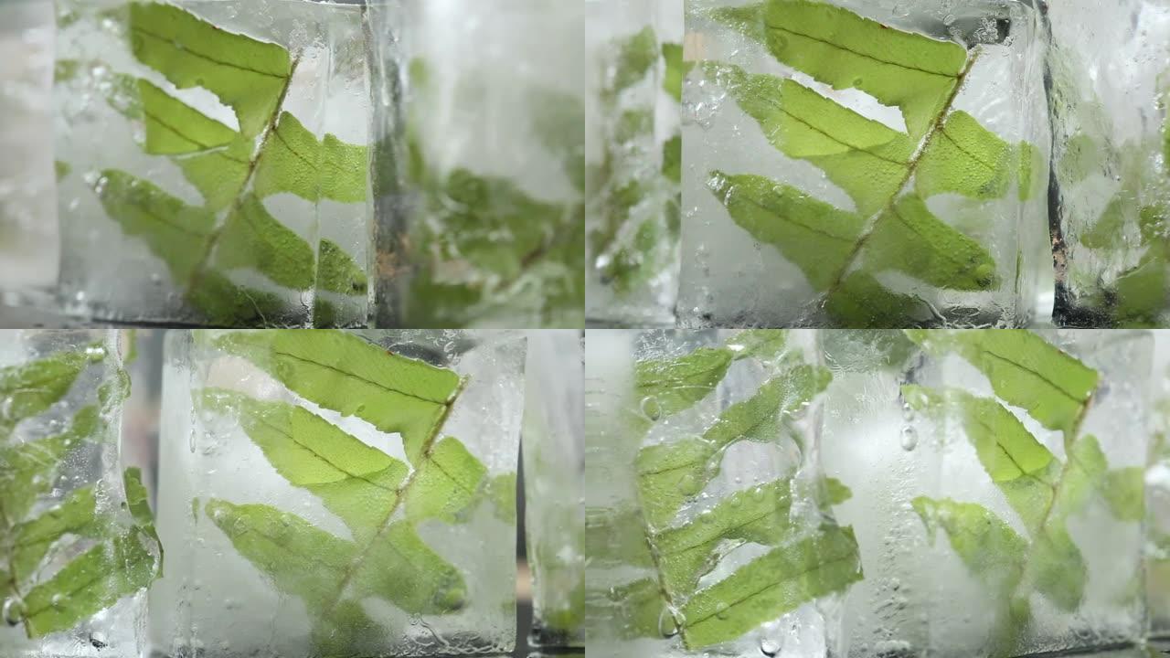 选择性聚焦，天然水晶透明融化的冰块和新鲜的绿色蕨叶背景。
