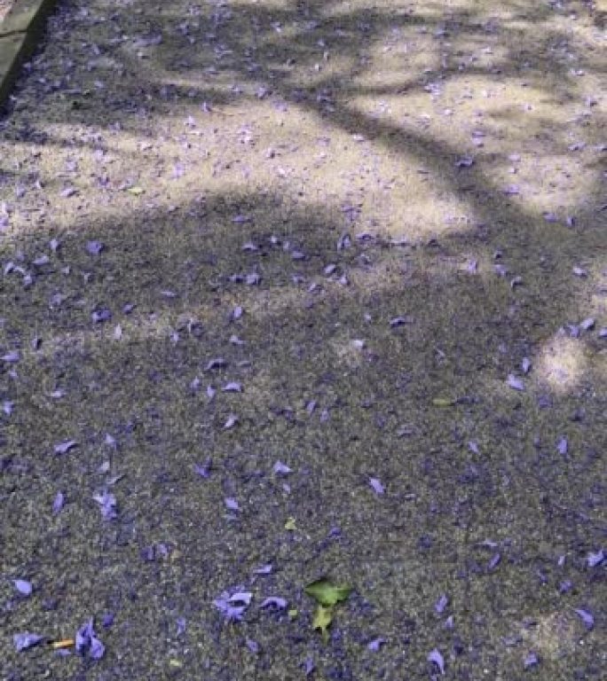 墨西哥城的蓝花花被树