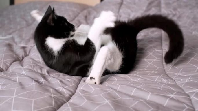 疯狂顽皮的黑白家猫以有趣的姿势翻筋斗。