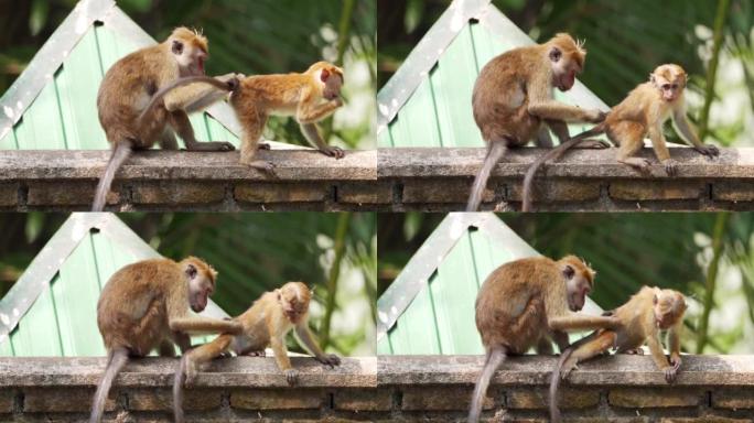 来自斯里兰卡的野生猕猴 (猕猴)
