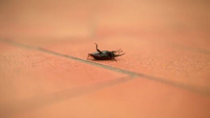 昆虫翻倒在背上米虫虫子特写微距