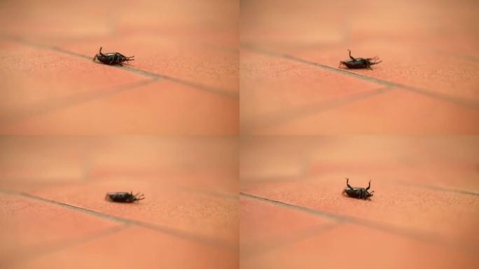 昆虫翻倒在背上米虫虫子特写微距