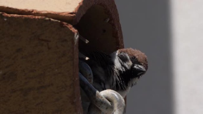 瓷砖屋顶下的一只家养麻雀